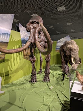 特別展「氷河期展 〜人類が見た4万年前の世界〜」（国立科学博物館）に投稿された画像（2025/10/3）