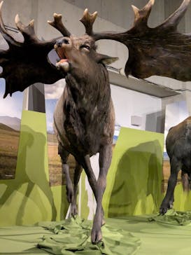 特別展「氷河期展 〜人類が見た4万年前の世界〜」（国立科学博物館）に投稿された画像（2025/10/3）