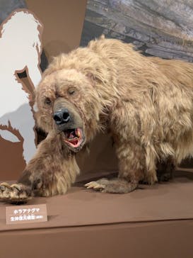 特別展「氷河期展 〜人類が見た4万年前の世界〜」（国立科学博物館）に投稿された画像（2025/10/3）