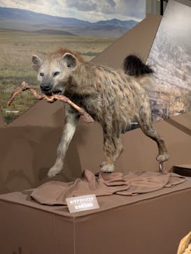 特別展「氷河期展 〜人類が見た4万年前の世界〜」（国立科学博物館）に投稿された画像（2025/10/3）