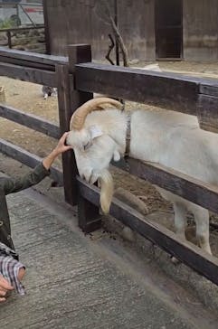 那須サファリパークに投稿された画像（2025/10/3）