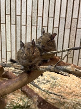 恩賜上野動物園に投稿された画像（2025/10/3）
