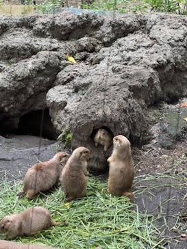 恩賜上野動物園に投稿された画像（2025/10/3）