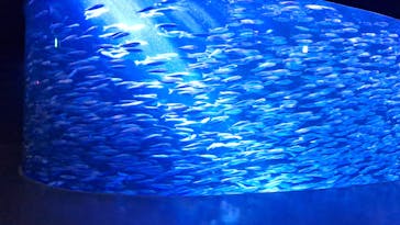 登別マリンパークニクスに投稿された画像（2025/10/3）