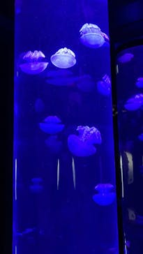 サンシャイン水族館に投稿された画像（2025/10/3）