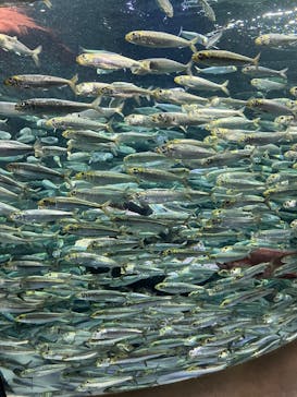 サンシャイン水族館に投稿された画像（2025/10/3）