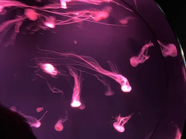 サンシャイン水族館に投稿された画像（2025/10/3）