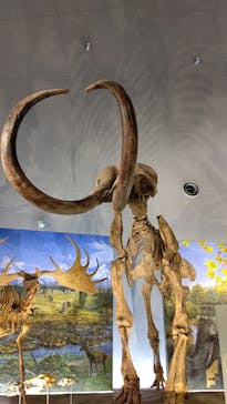 福井県立恐竜博物館に投稿された画像（2025/10/3）