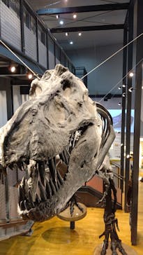 福井県立恐竜博物館に投稿された画像（2025/10/3）