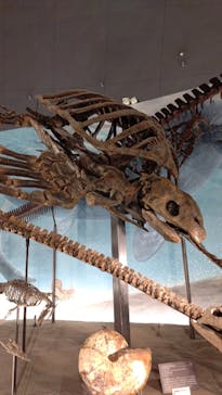 福井県立恐竜博物館に投稿された画像（2025/10/3）