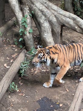 恩賜上野動物園に投稿された画像（2025/10/4）