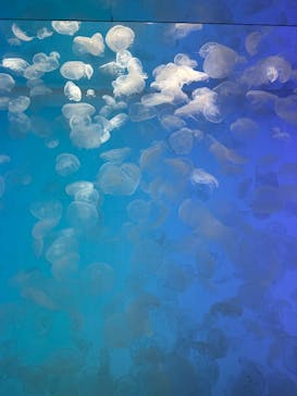 アクアワールド茨城県大洗水族館に投稿された画像（2025/10/4）