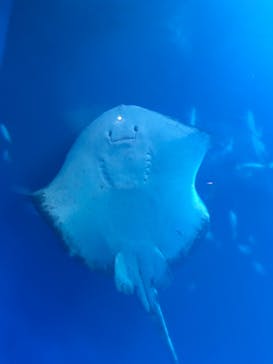 アクアワールド茨城県大洗水族館に投稿された画像（2025/10/4）