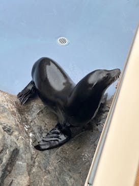アクアワールド茨城県大洗水族館に投稿された画像（2025/10/4）