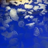 アクアワールド茨城県大洗水族館に投稿された画像（2025/10/4）