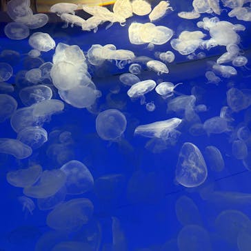 アクアワールド茨城県大洗水族館に投稿された画像（2025/10/4）