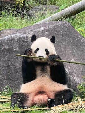 恩賜上野動物園に投稿された画像（2025/10/4）