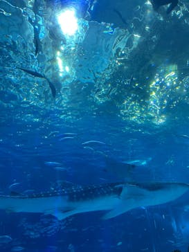 沖縄美ら海水族館に投稿された画像（2025/10/4）