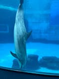 名古屋港水族館に投稿された画像（2025/10/4）