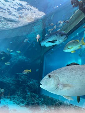 沖縄美ら海水族館に投稿された画像（2025/10/4）