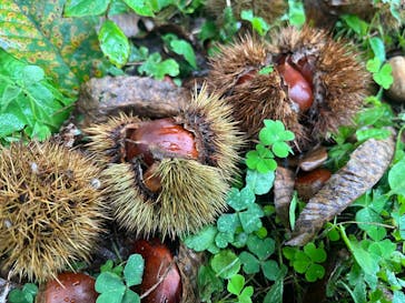 成田ゆめ牧場に投稿された画像（2025/10/4）