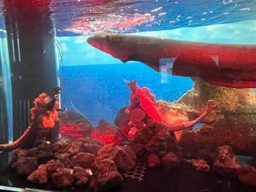 新江ノ島水族館に投稿された画像（2025/10/4）