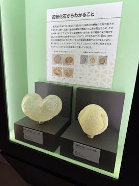 特別展「氷河期展 〜人類が見た4万年前の世界〜」（国立科学博物館）に投稿された画像（2025/10/4）