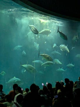 葛西臨海水族園に投稿された画像（2025/10/4）