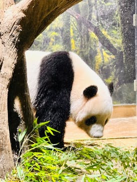 恩賜上野動物園に投稿された画像（2025/10/4）