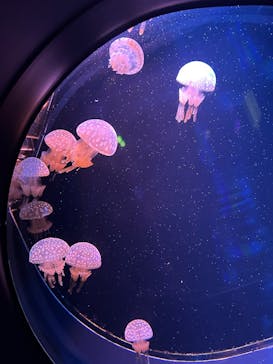 マリンワールド海の中道に投稿された画像（2025/10/4）