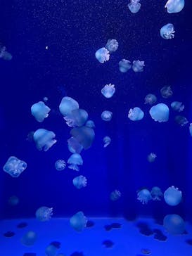 新江ノ島水族館に投稿された画像（2025/10/4）