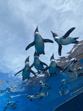サンシャイン水族館に投稿された画像（2025/10/4）