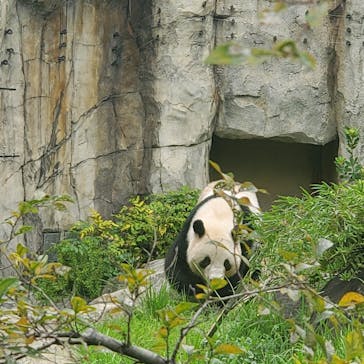 恩賜上野動物園に投稿された画像（2025/10/4）