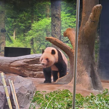 恩賜上野動物園に投稿された画像（2025/10/4）