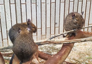 恩賜上野動物園に投稿された画像（2025/10/4）