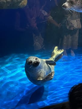 マクセル アクアパーク品川に投稿された画像（2025/10/4）