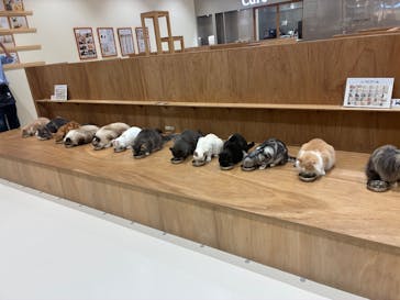 Cat Café MOFF コクーンシティさいたま新都心店に投稿された画像（2025/10/4）