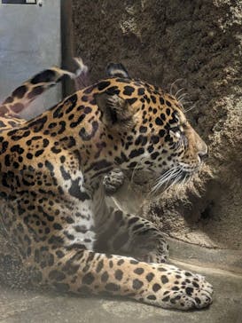 静岡市立日本平動物園に投稿された画像（2025/10/4）