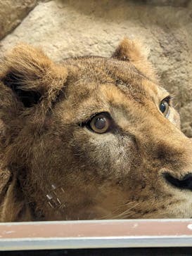 静岡市立日本平動物園に投稿された画像（2025/10/4）