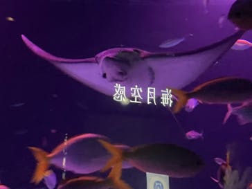 サンシャイン水族館に投稿された画像（2025/10/4）