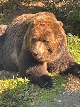 サホロリゾート　ベア･マウンテンに投稿された画像（2025/10/4）