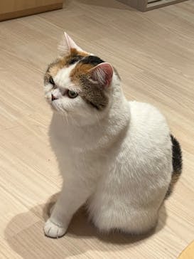 Cat Café MOFF 名古屋PARCO店に投稿された画像（2025/10/4）