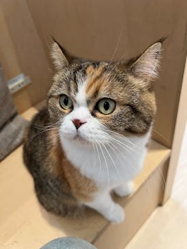 Cat Café MOFF 名古屋PARCO店に投稿された画像（2025/10/4）