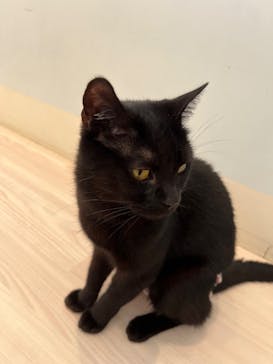 Cat Café MOFF 名古屋PARCO店に投稿された画像（2025/10/4）