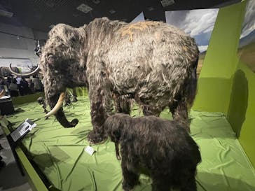 特別展「氷河期展 〜人類が見た4万年前の世界〜」（国立科学博物館）に投稿された画像（2025/10/4）