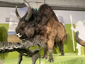 特別展「氷河期展 〜人類が見た4万年前の世界〜」（国立科学博物館）に投稿された画像（2025/10/4）