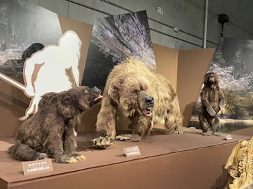 特別展「氷河期展 〜人類が見た4万年前の世界〜」（国立科学博物館）に投稿された画像（2025/10/4）