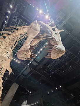 福井県立恐竜博物館に投稿された画像（2025/10/4）