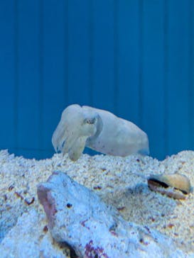 サンシャイン水族館に投稿された画像（2025/10/4）