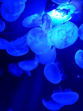 サンシャイン水族館に投稿された画像（2025/10/5）